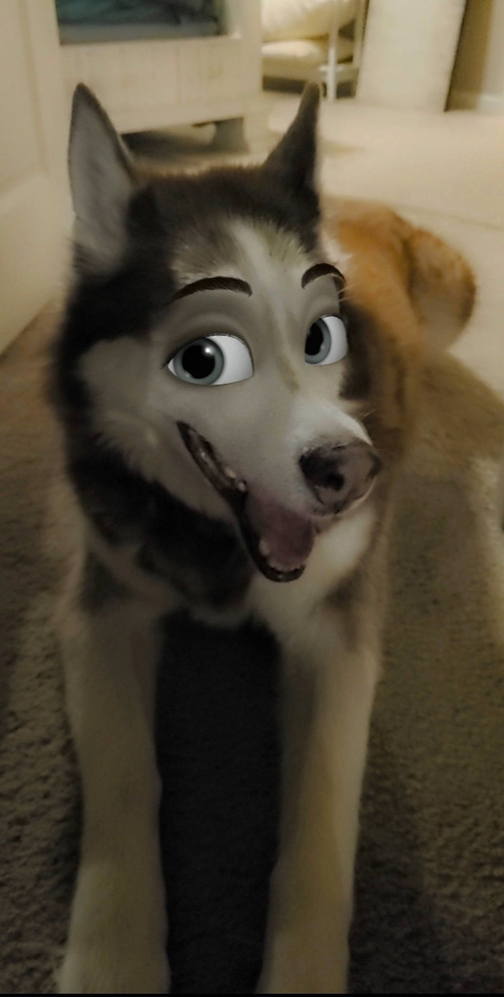 Jet is registered to the contest to win money with this photo: canidae, canis, carnivore, companion_dog, dog, dog_breed, felidae, fur, grey, head, jaw, miniature_siberian_husky, siberian_husky, sled_dog, small_to_medium_sized_cats, snout, sporting_group, whiskers, wolf, working_animal