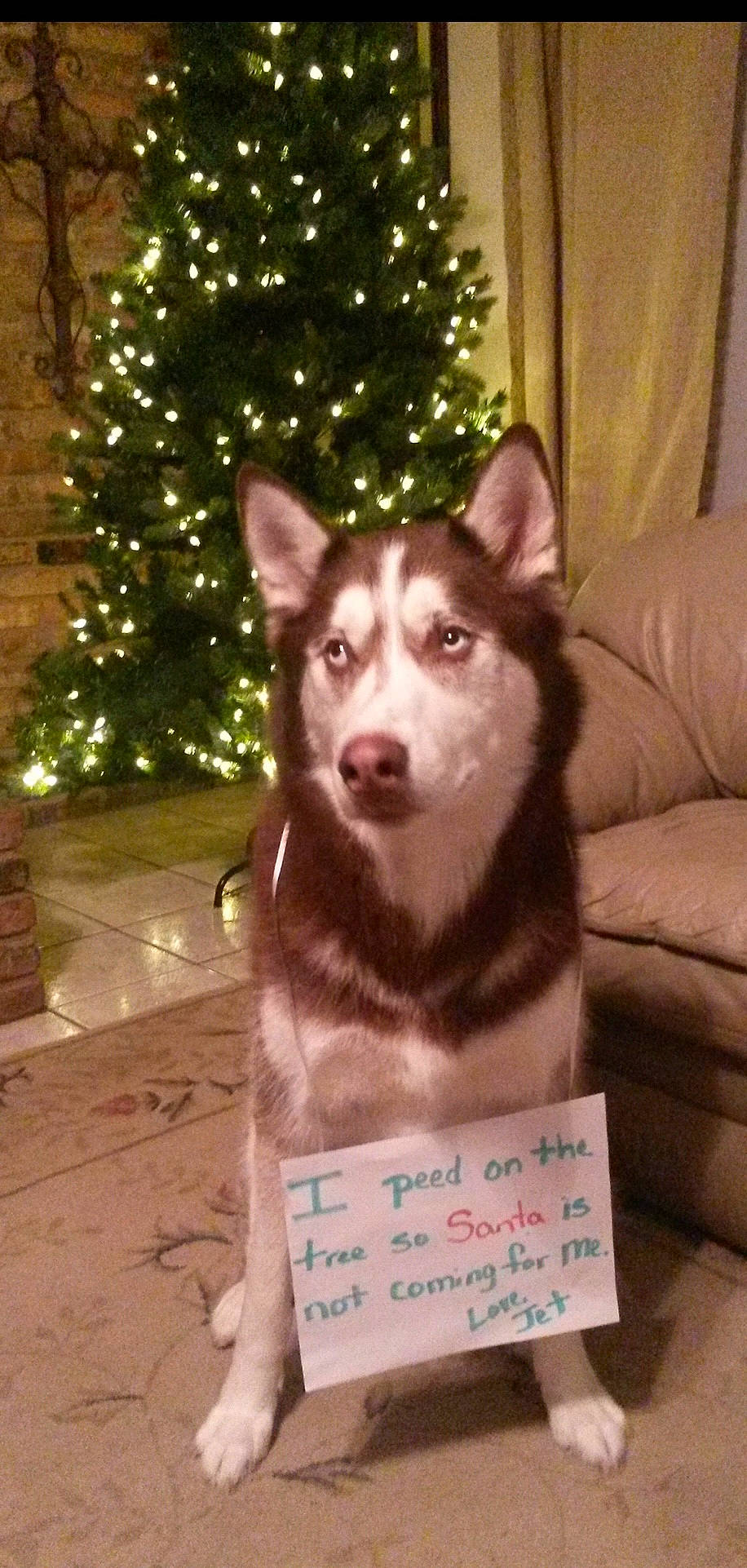 Jet joined the competition — help win amazing prizes! canidae, carnivore, christmas_tree, companion_dog, dog, dog_breed, event, evergreen, fawn, fur, handwriting, herding_dog, plant, sled_dog, snout, sporting_group, tree, whiskers, wood, working_animal
