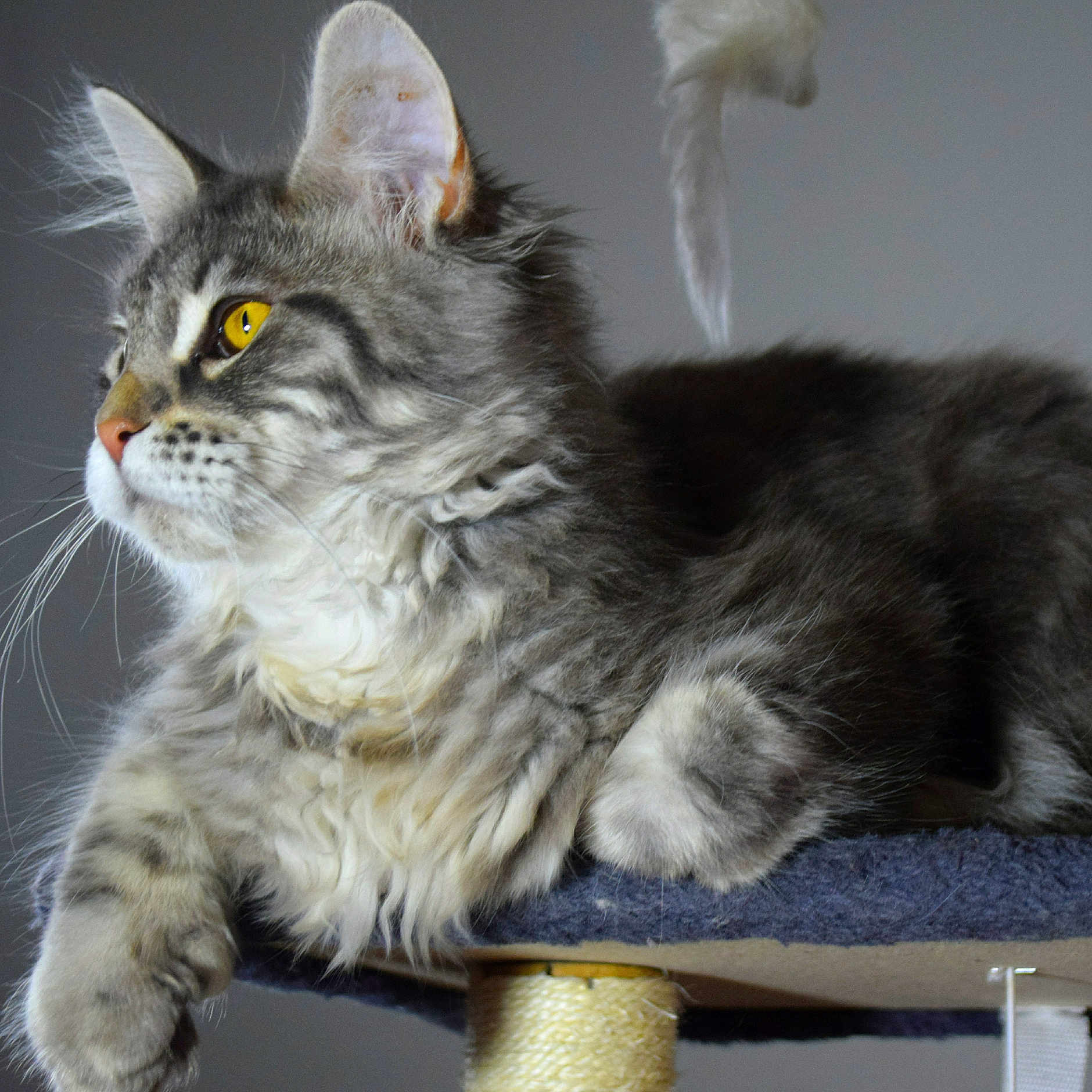 Prune a rejoint le concours — aidez-le/la à gagner de superbes lots ! cat, tabby, gray, fluffy, yellow_eyes, whiskers, cat_tree, indoor, pet, feline, relaxed, fur, paw, closeup, profile, animal, cute, domestic, resting, portrait
