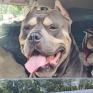 Zues is registered to the contest to win money with this photo: animal, brown_fur, canine, car_interior, closeup, companion, dog, domestic_animal, ears_cropped, happy, muzzle, pet, portrait, seat, smiling, tongue, tongue_out, transport, vehicle, window