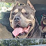 animal, brown_fur, canine, car_interior, closeup, companion, dog, domestic_animal, ears_cropped, happy, muzzle, pet, portrait, seat, smiling, tongue, tongue_out, transport, vehicle, window