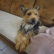 Dark participe au concours pour gagner de l'argent avec cette photo : dog, couch, blanket, indoor, pet, fur, brown, cozy, relaxed, tile_floor, furniture, animal, companion, scruffy, looking_away, cute, domestic, resting, living_room, soft