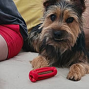 Dark participe au concours pour gagner de l'argent avec cette photo : animal, companion, couch, cute, dog, expression, fabric, face, fur, fur_texture, home, indoor, paw, person, pet, red, relaxed, resting, shorts, toy