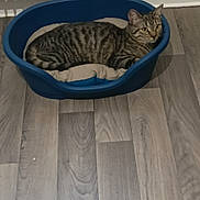 Praline participe au concours pour gagner de l'argent avec cette photo : automotive_tire, carnivore, cat, cat_supply, comfort, domestic_short_haired_cat, felidae, flooring, hardwood, leisure, outdoor_furniture, pet_supply, plumbing, plumbing_fixture, room, small_to_medium_sized_cats, tail, whiskers, wicker, wood