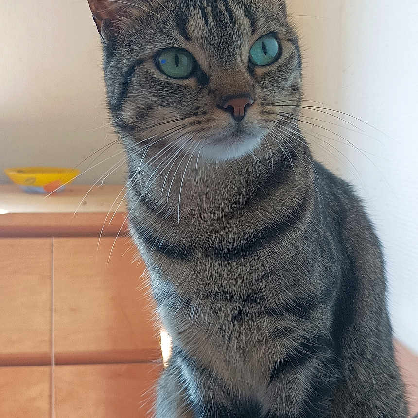Praline a rejoint le concours — aidez-le/la à gagner de superbes lots ! animal, cat, curious, cute, domestic, dresser, feline, fur, green_eyes, household, indoor, pet, portrait, relaxed, side_view, sitting, tabby_cat, whiskers, wooden_table, yellow_bowl