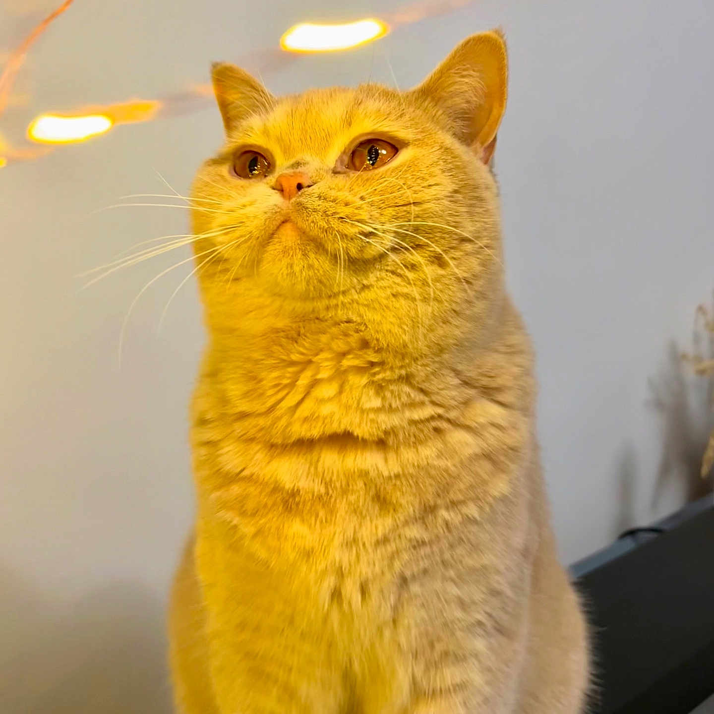 Lapinot participe au concours pour gagner de l'argent avec cette photo : animal, blurred_background, cat, close_up, cozy, cute, domestic_cat, ears, feline, fur, furry, indoor, lights, looking_up, orange_tabby, pet, portrait, sitting, warm_lighting, whiskers