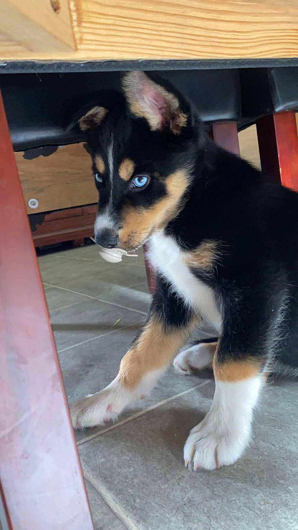 Chopper a rejoint le concours — aidez-le/la à gagner de superbes lots ! canidae, carnivore, companion_dog, dog, dog_breed, door, fur, herding_dog, snout, sporting_group, tail, terrestrial_animal, toy_dog, whiskers, working_animal, working_dog