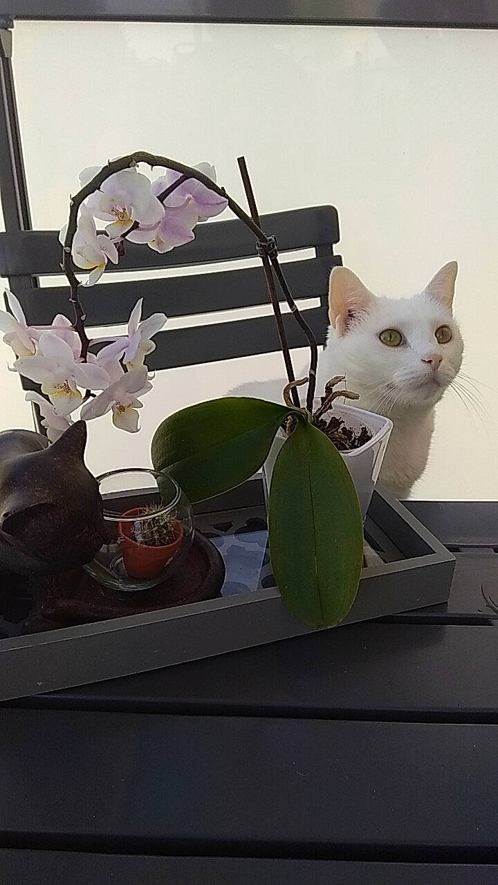Fleur De Lys a rejoint le concours — aidez-le/la à gagner de superbes lots ! art, artificial_flower, cat, domestic_short_haired_cat, felidae, flower, flowering_plant, flowerpot, houseplant, metal, moth_orchid, petal, plant, plant_stem, room, small_to_medium_sized_cats, still_life_photography, terrestrial_plant, twig, whiskers