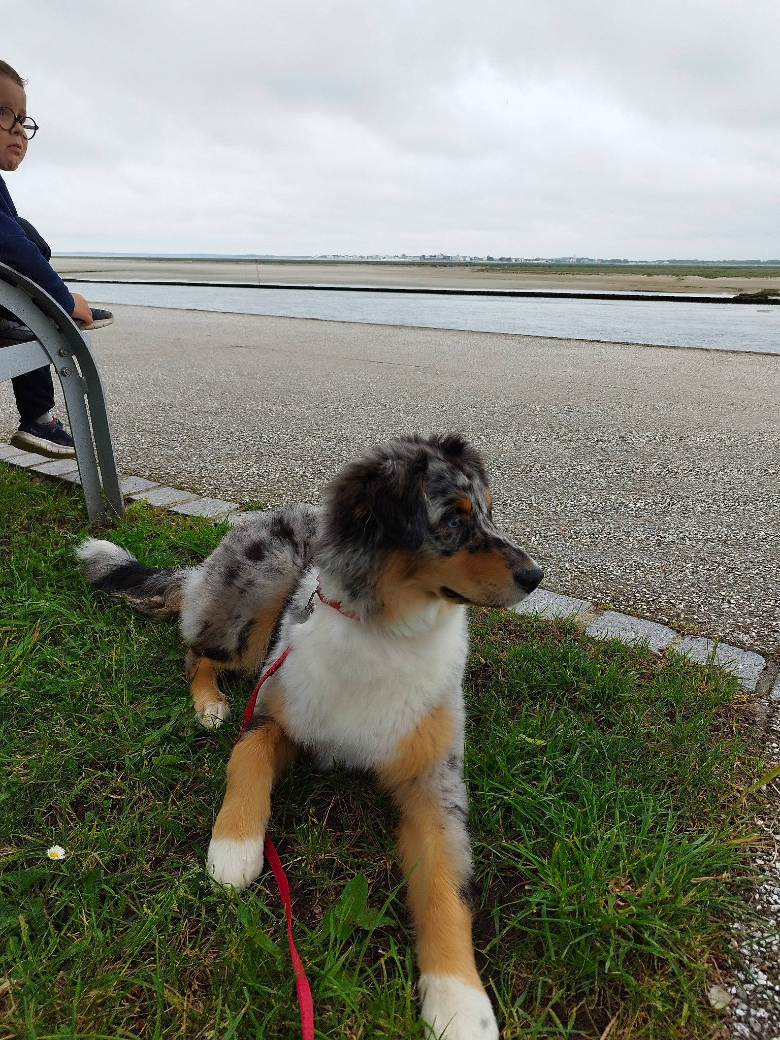 Uchka participe au concours pour gagner de l'argent avec cette photo : canidae, carnivore, chair, cloud, coast, companion_dog, dog, dog_breed, grass, herding_dog, horizon, lake, landscape, plant, sky, sporting_group, tail, walking, water, working_dog