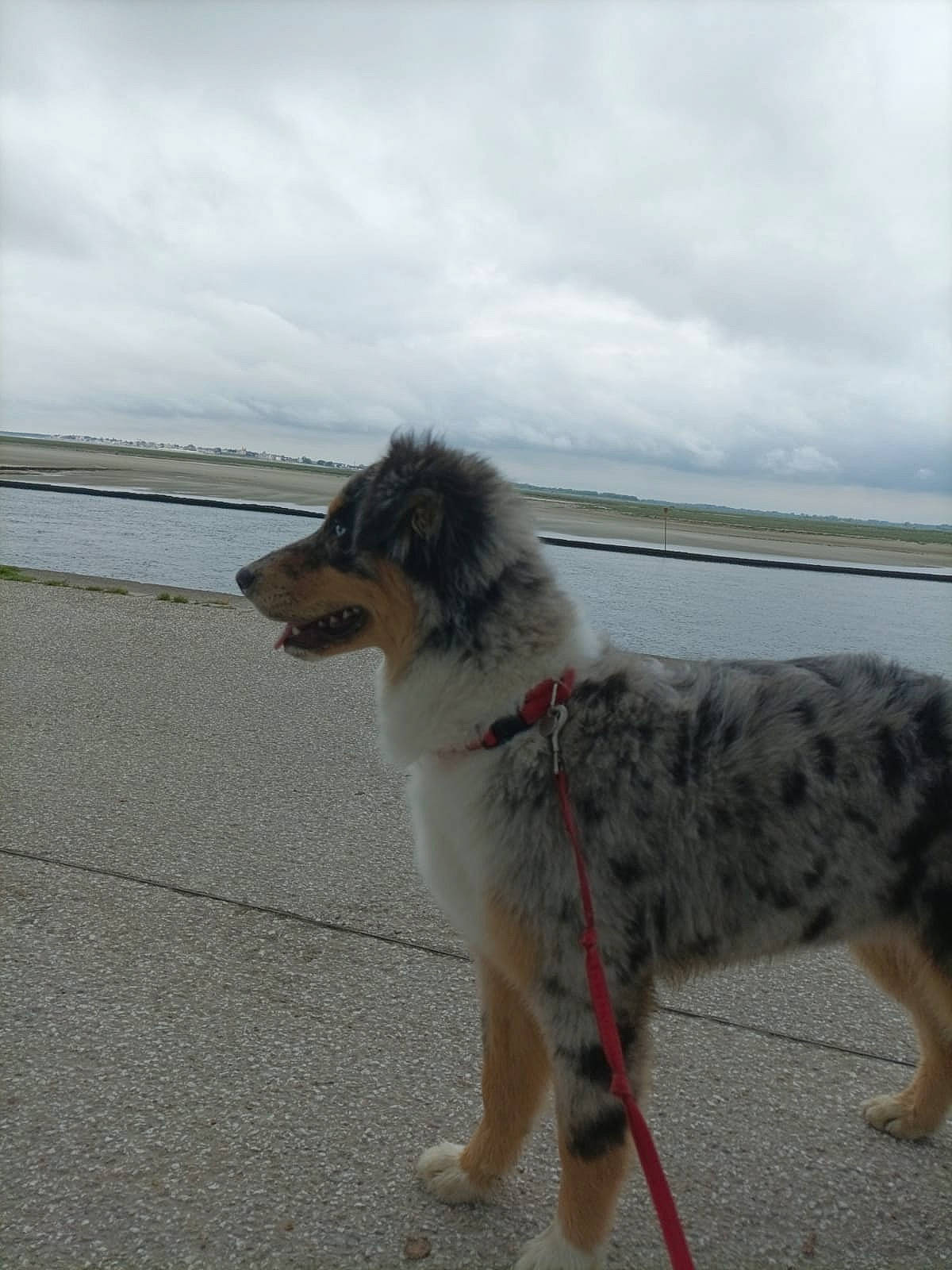 Uchka participe au concours pour gagner de l'argent avec cette photo : ancient_dog_breeds, beach, canidae, carnivore, cloud, collar, companion_dog, dog, dog_breed, dog_collar, lake, ocean, sky, sporting_group, tail, water, working_animal, working_dog