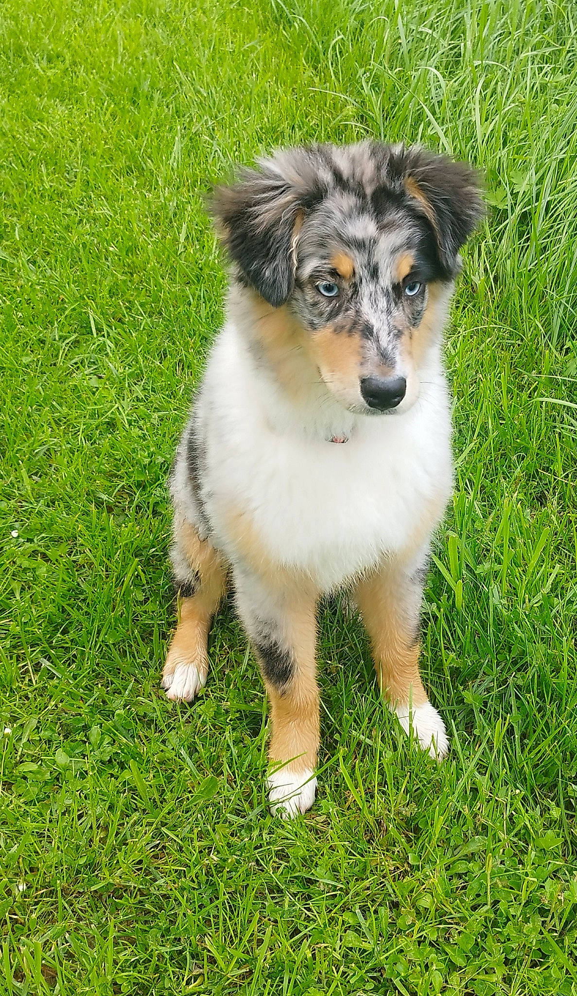 Uchka participe au concours pour gagner de l'argent avec cette photo : ancient_dog_breeds, australian_collie, australian_shepherd, border_collie, carnivore, collie, companion_dog, dog, dog_breed, grass, grassland, herding_dog, plant, snout, sporting_group, terrestrial_animal, working_animal, working_dog