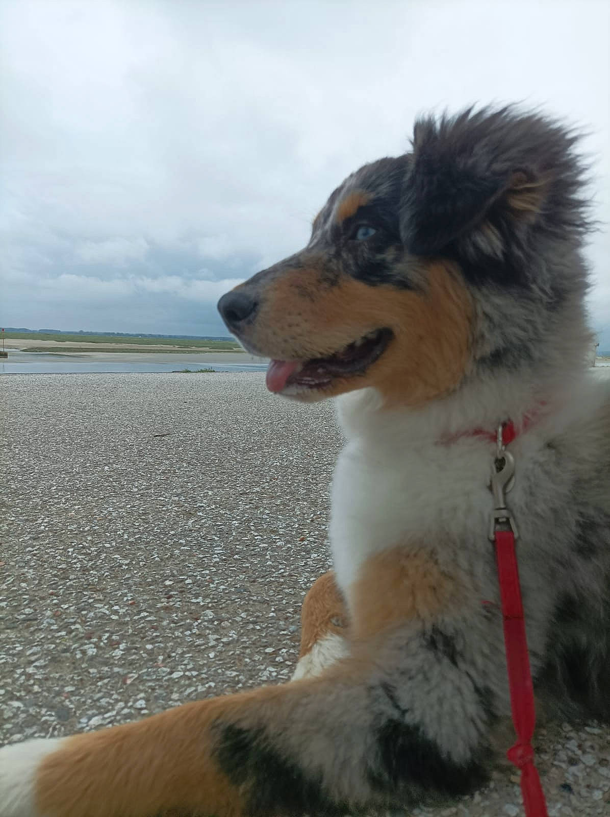 Uchka a rejoint le concours — aidez-le/la à gagner de superbes lots ! ancient_dog_breeds, beach, canidae, carnivore, cloud, companion_dog, dog, dog_breed, foot, fur, herding_dog, ocean, sky, sporting_group, water, whiskers, wind_wave, winter, working_animal, working_dog