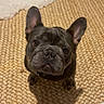 Knoxx is registered to the contest to win money with this photo: dog, french_bulldog, pet, indoor, curious, brown, ears, eyes, floor, woven_rug, blanket, shadow, cute, looking_up, animal, companion, domestic, portrait, sitting, fur