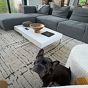 Knoxx joined the competition — help win amazing prizes! dog, french_bulldog, living_room, sofa, gray_sofa, coffee_table, rug, carpet, modern_interior, window, door, wooden_bowl, remote_control, human_feet, foot, indoor, pet, cute, home, cozy