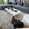 dog, french_bulldog, living_room, sofa, gray_sofa, coffee_table, rug, carpet, modern_interior, window, door, wooden_bowl, remote_control, human_feet, foot, indoor, pet, cute, home, cozy