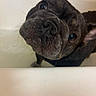 Knoxx joined the competition — help win amazing prizes! dog, french_bulldog, bathtub, wet, close_up, pet, animal, indoor, curious, black_dog, canine, face, looking_up, whiskers, ears, water, bath, cute, expression, portrait