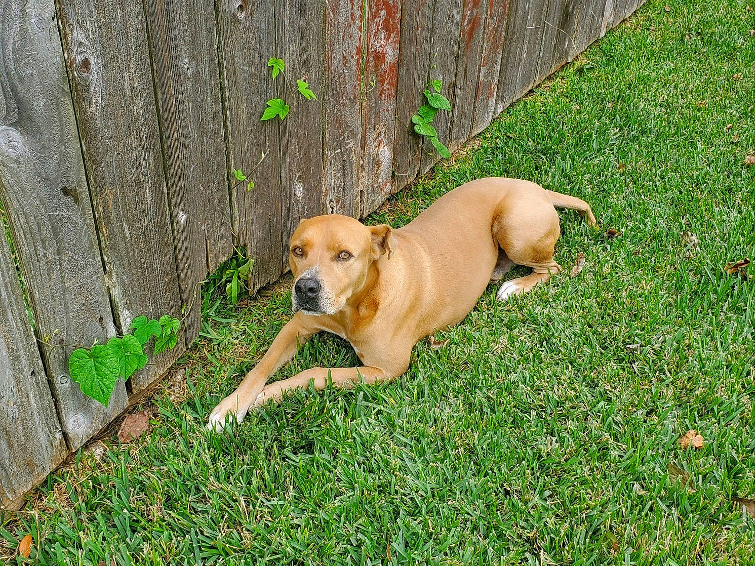 Jax joined the competition — help win amazing prizes! canidae, carnivore, companion_dog, dog, dog_breed, fawn, grass, gun_dog, hunting_dog, plant, sporting_group, tail, terrestrial_animal, wood, working_dog