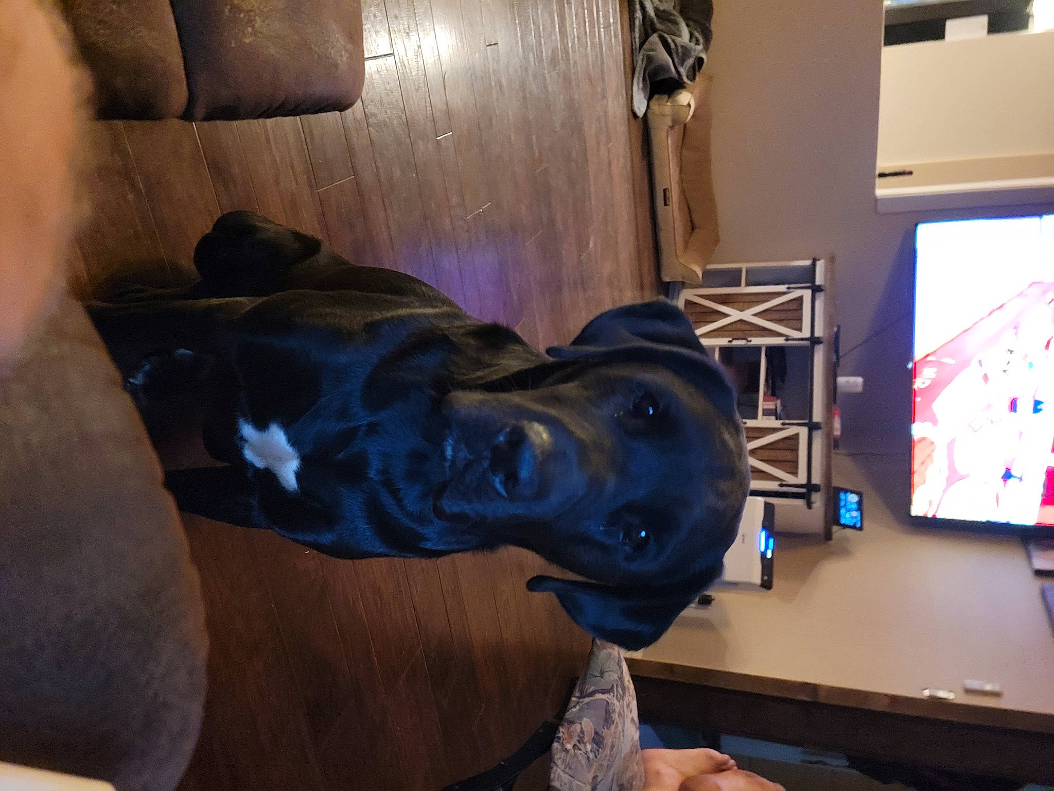 Buck joined the competition — help win amazing prizes! carnivore, comfort, companion_dog, dog, dog_breed, electric_blue, fawn, flooring, fun, fur, helmet, house, human_leg, personal_protective_equipment, room, snout, sporting_group, sportswear, table, wood