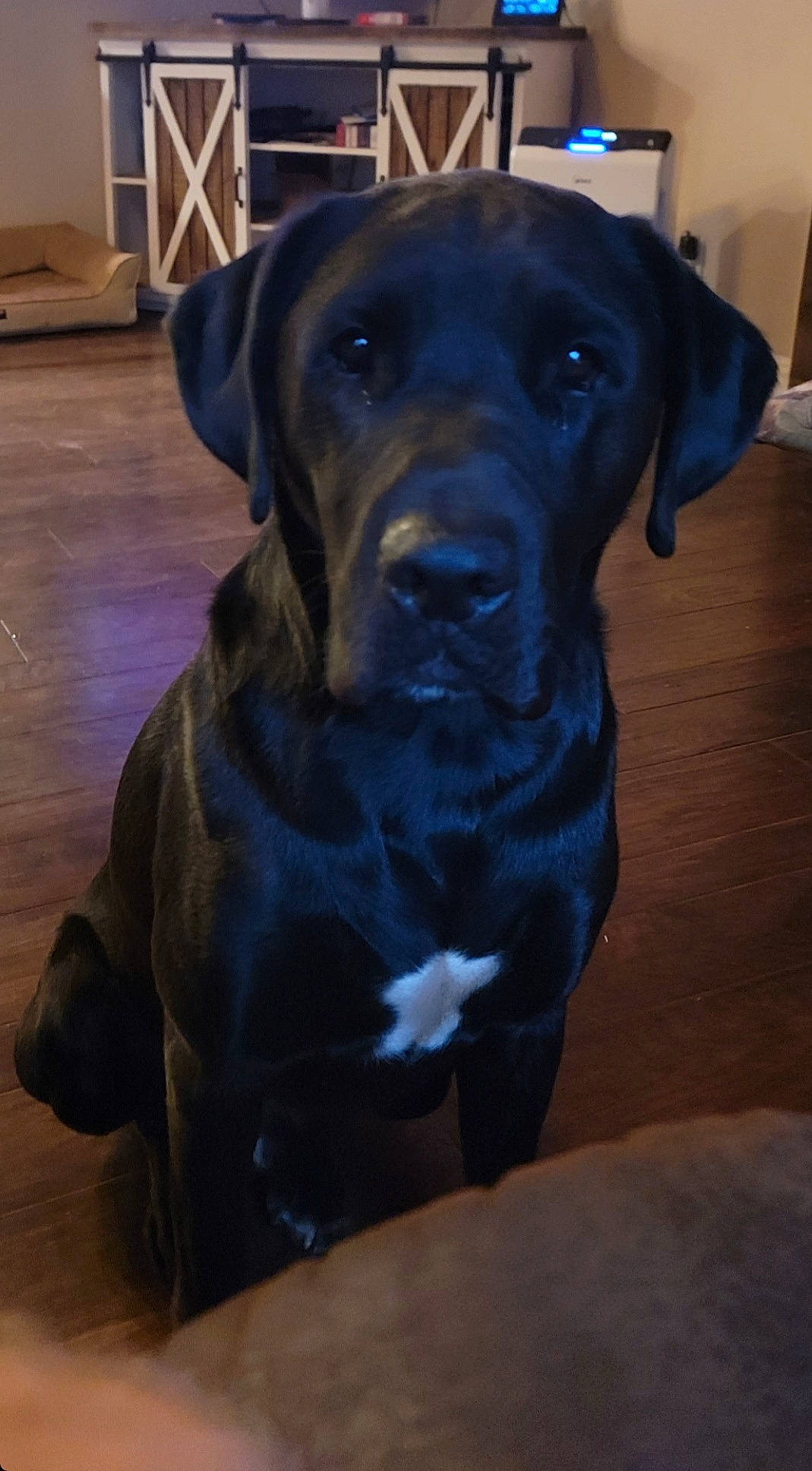 Buck joined the competition — help win amazing prizes! borador, canidae, carnivore, collar, companion_dog, dog, dog_breed, dog_collar, fawn, flooring, fur, hardwood, liver, pet_supply, snout, sporting_group, whiskers, wood, working_animal, working_dog