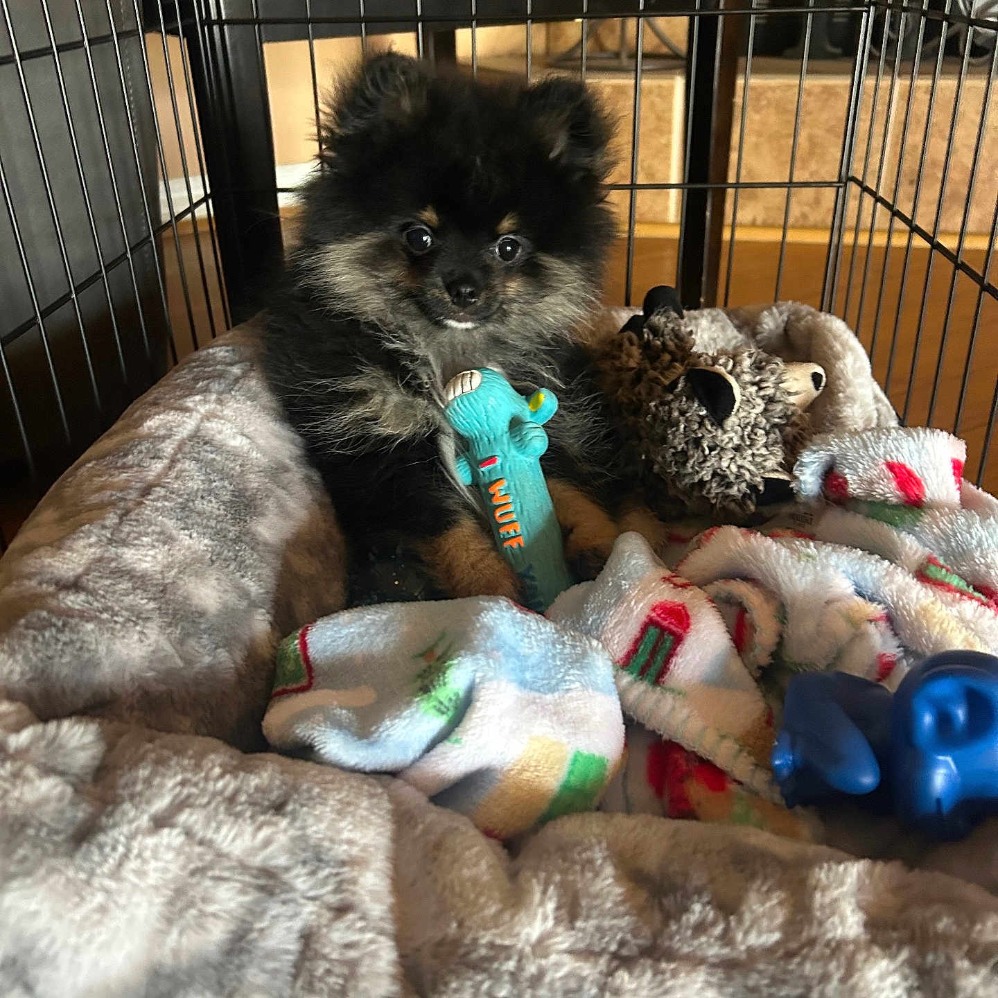 Gizmo joined the competition — help win amazing prizes! affenpinscher, animal, blanket, canine, cat, couch, crib, den, dog, doghouse, furniture, indoors, kennel, kitten, pet, plush, poodle, puppy, terrier, toy