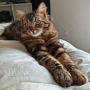 Skypi a rejoint le concours — aidez-le/la à gagner de superbes lots ! cat, tabby, pet, feline, fur, bed, indoor, relaxed, stretching, whiskers, ears, paws, eyes, curious, animal, domestic, cozy, home, furniture, blanket