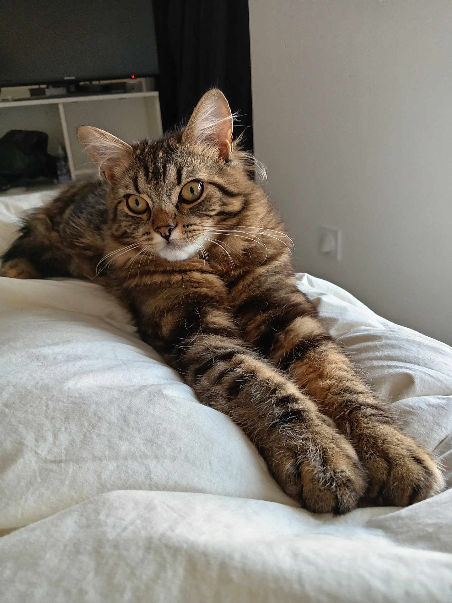 Skypi a rejoint le concours — aidez-le/la à gagner de superbes lots ! cat, tabby, pet, feline, fur, bed, indoor, relaxed, stretching, whiskers, ears, paws, eyes, curious, animal, domestic, cozy, home, furniture, blanket