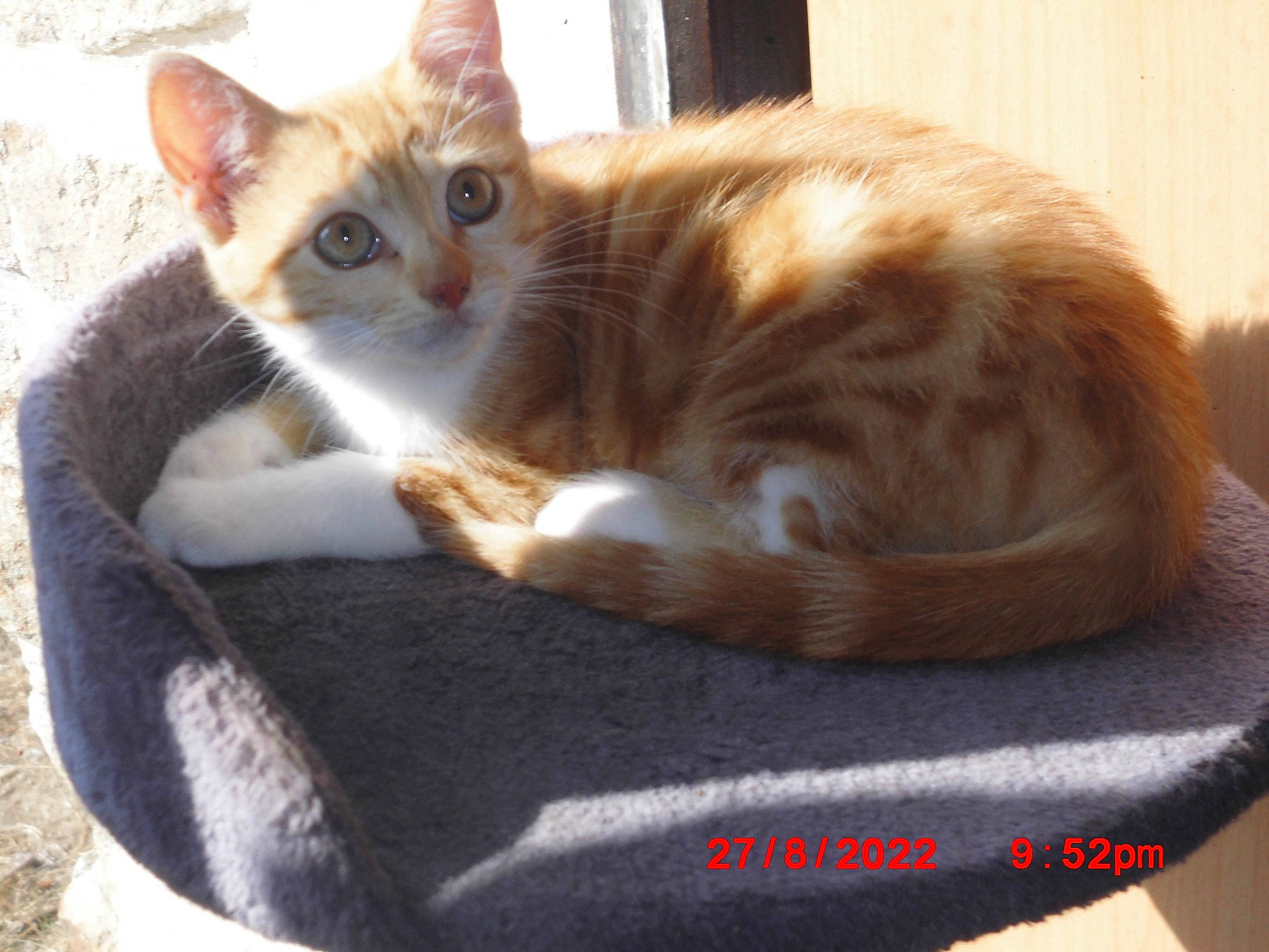 Canelle a rejoint le concours — aidez-le/la à gagner de superbes lots ! box, carnivore, cat, cat_furniture, cat_supply, claw, comfort, domestic_short_haired_cat, fawn, felidae, fur, paw, pet_supply, sitting, small_to_medium_sized_cats, tail, whiskers