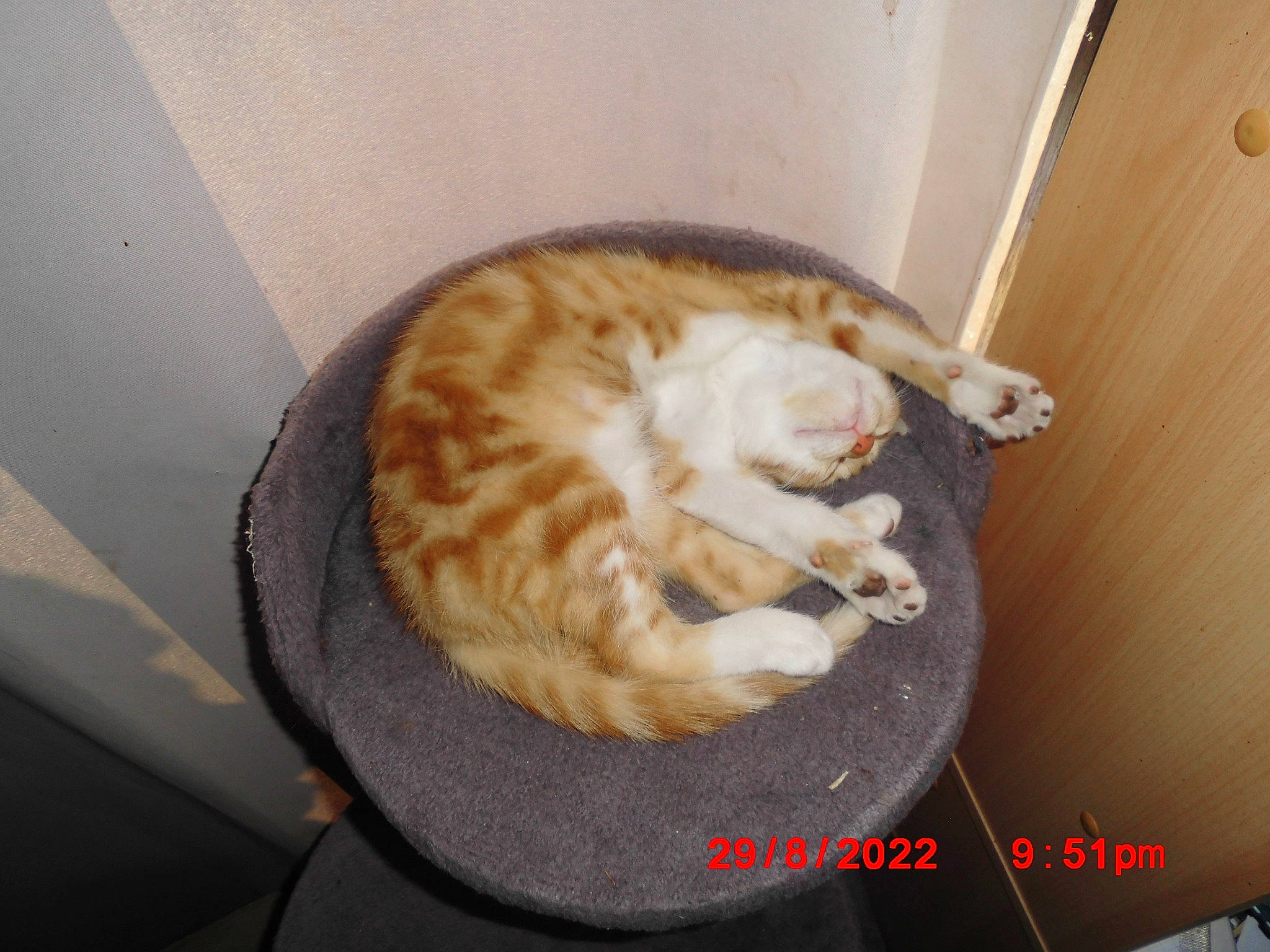 Canelle a rejoint le concours — aidez-le/la à gagner de superbes lots ! carnivore, cat, cat_supply, comfort, domestic_short_haired_cat, fawn, felidae, flooring, fur, hardwood, paw, room, small_to_medium_sized_cats, tail, terrestrial_animal, whiskers, wood