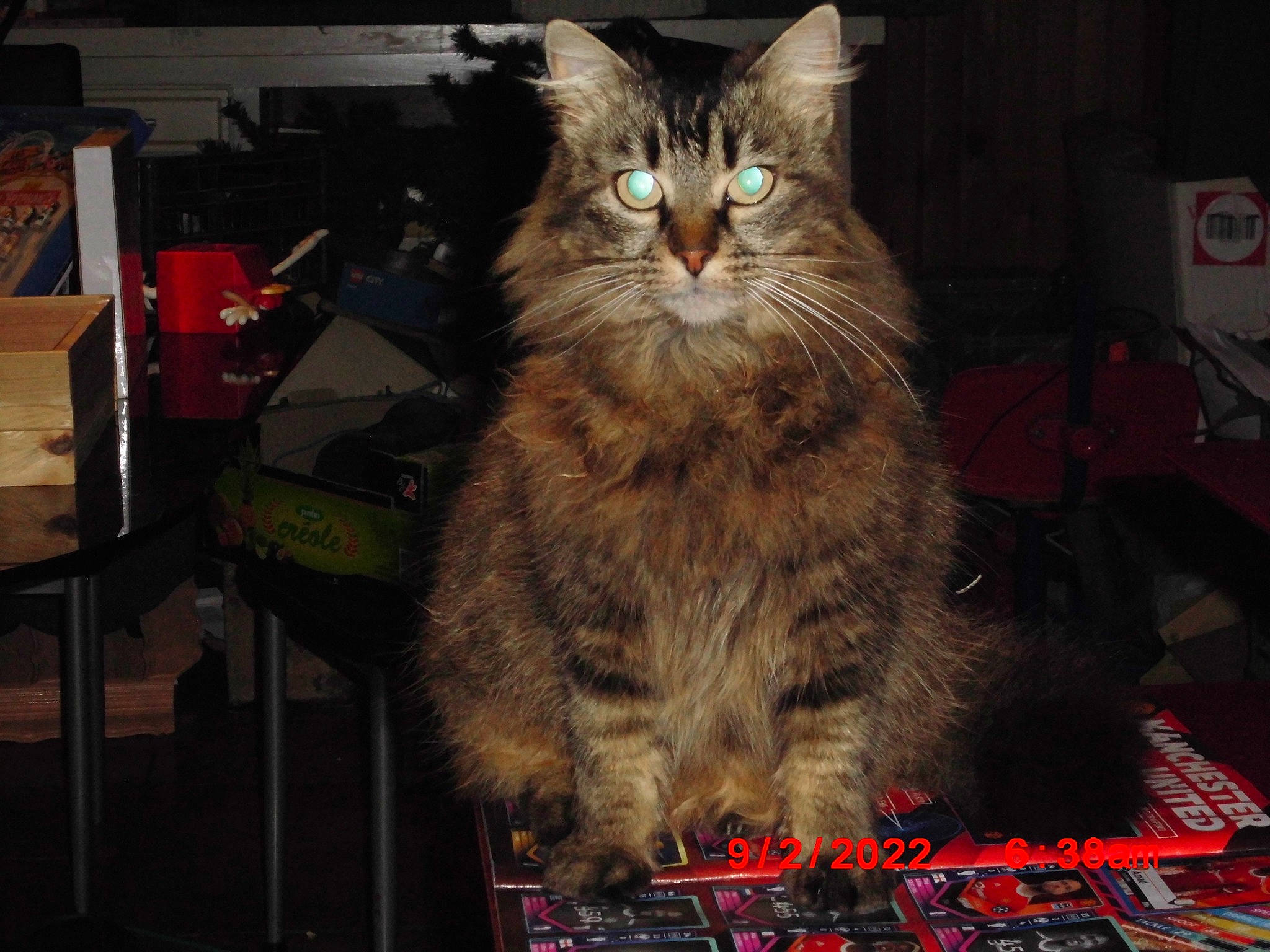 Daisy a rejoint le concours — aidez-le/la à gagner de superbes lots ! box, cardboard, carnivore, cat, domestic_short_haired_cat, event, felidae, fur, maine_coon, plant, shipping_box, small_to_medium_sized_cats, snout, tail, terrestrial_animal, whiskers