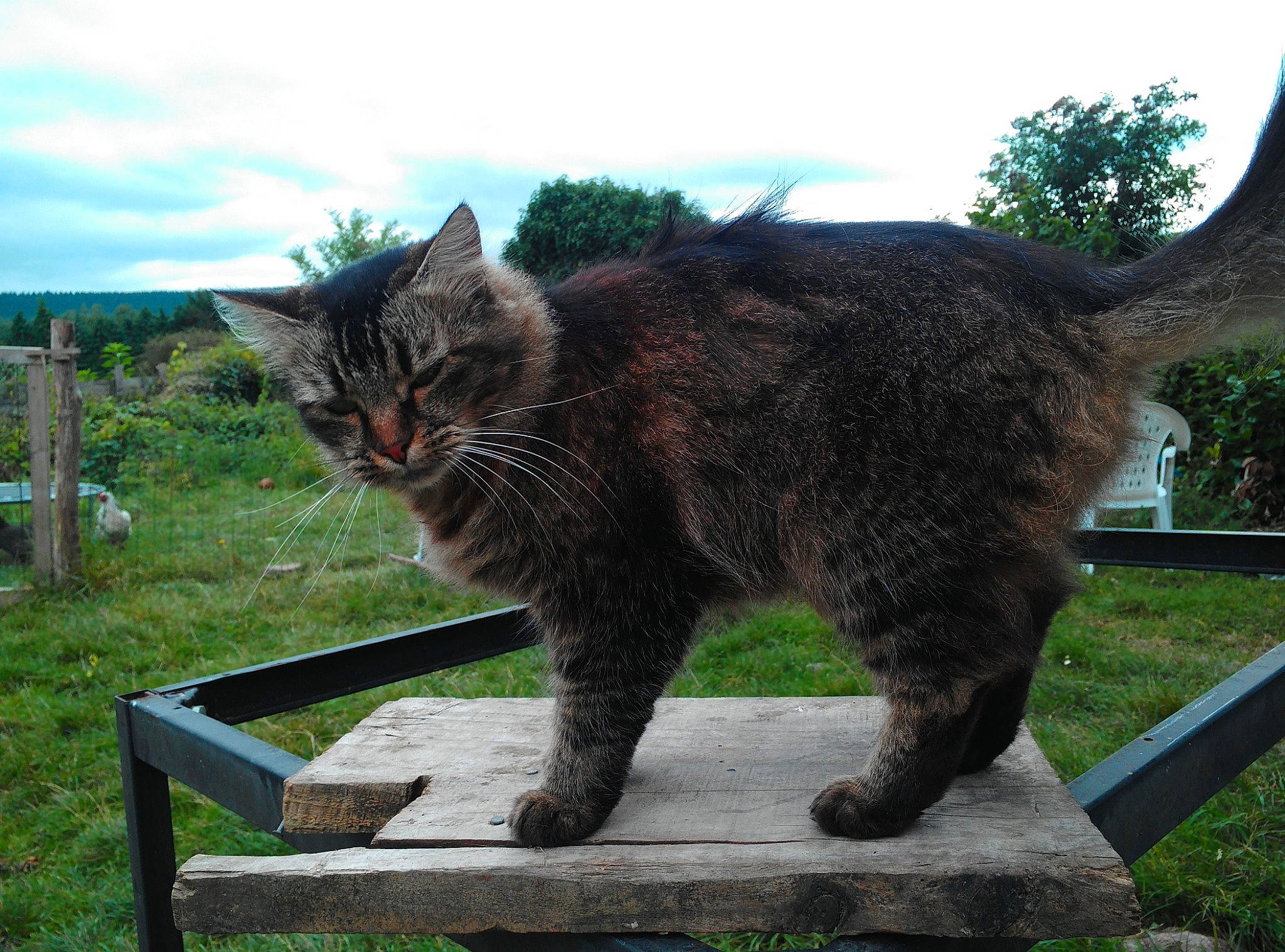Daisy participe au concours pour gagner de l'argent avec cette photo : black_cat, carnivore, cat, cloud, domestic_short_haired_cat, felidae, fur, grass, groundcover, outdoor_bench, plant, sky, small_to_medium_sized_cats, snout, tail, terrestrial_animal, tree, whiskers, wildlife, window