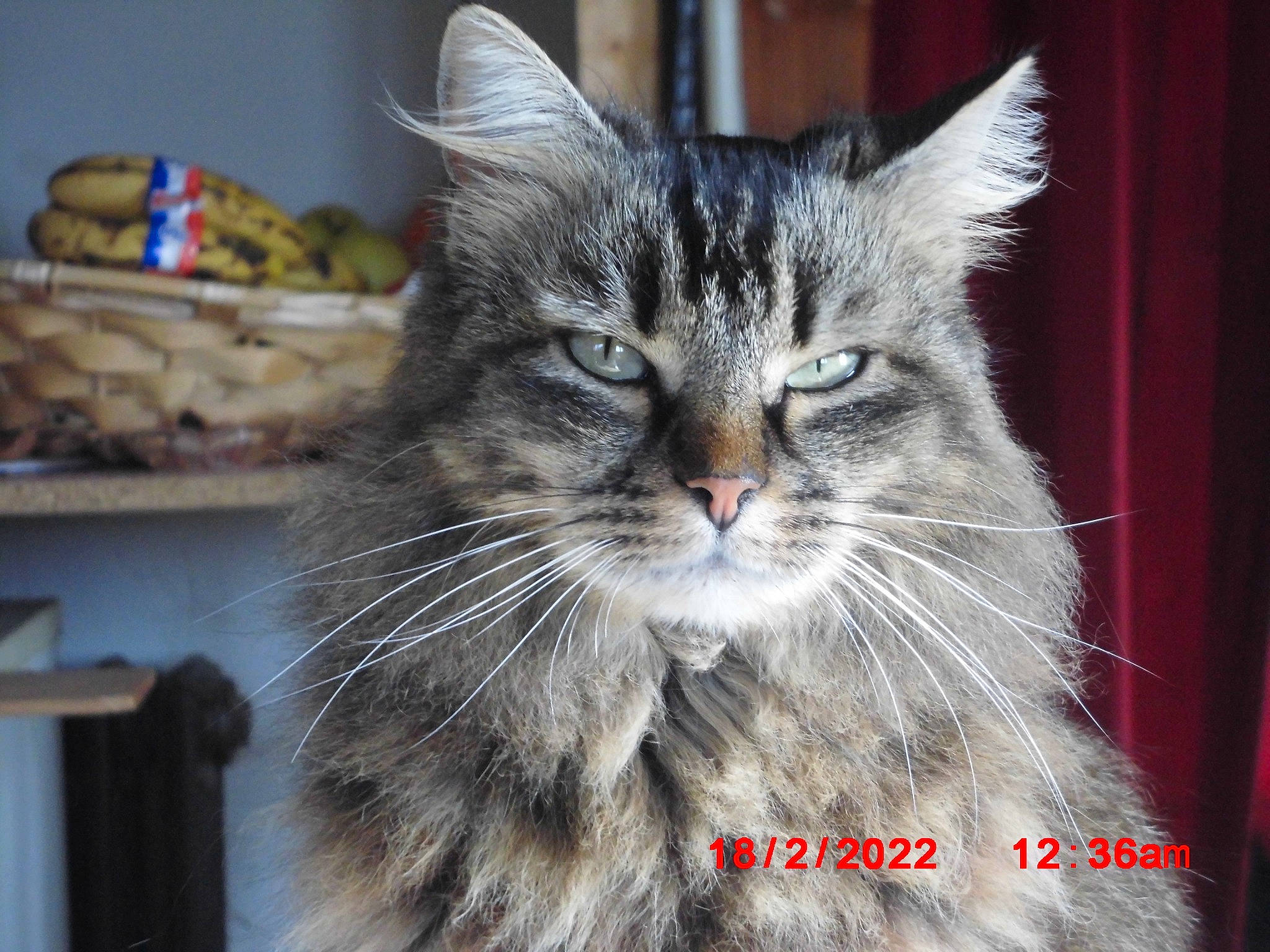 Daisy participe au concours pour gagner de l'argent avec cette photo : carnivore, cat, claw, domestic_short_haired_cat, felidae, fur, norwegian_forest_cat, paw, photo_caption, small_to_medium_sized_cats, snout, whiskers, window