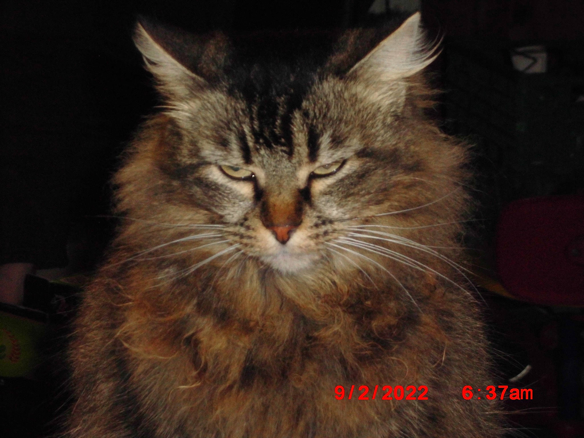 Daisy a rejoint le concours — aidez-le/la à gagner de superbes lots ! british_longhair, carnivore, cat, darkness, domestic_short_haired_cat, ear, felidae, fur, maine_coon, night, siberian, small_to_medium_sized_cats, snout, terrestrial_animal, whiskers