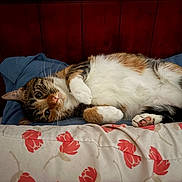 Delilah Ann joined the competition — help win amazing prizes! cat, tabby_cat, lying_down, bed, pillow, floral_pattern, indoor, wooden_headboard, pet, whiskers, fur, relaxed, cute, animal, domestic_cat, pink_nose, paw, resting, cozy, curious