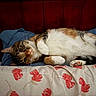 cat, tabby_cat, lying_down, bed, pillow, floral_pattern, indoor, wooden_headboard, pet, whiskers, fur, relaxed, cute, animal, domestic_cat, pink_nose, paw, resting, cozy, curious
