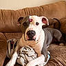 dog, couch, blanket, indoor, pet, brown, white, gray, face, ears, tail, paw, snout, lipstick_mark, relaxed, looking, house, comfort, fur, canine