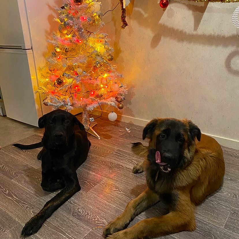 Caramel a rejoint le concours — aidez-le/la à gagner de superbes lots ! animal, boxer, bulldog, canine, christmas, christmasdecorations, christmastree, dog, dogbed, festival, germanshepherd, hound, labradorretriever, pet, puppy