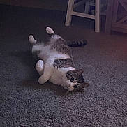 Pesto joined the competition — help win amazing prizes! animal, brown, carpet, cat, curious, ears, eyes, floor, furniture, indoor, lying_down, paws, pet, relaxed, stool, striped, tabby_cat, tail, whiskers, white