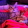 cat, tabby, pet, indoor, blanket, red_blanket, plush_toy, cute, wide_eyes, paw, fur, striped, animal, cozy, relaxed, feline, comfort, home, resting, close_up