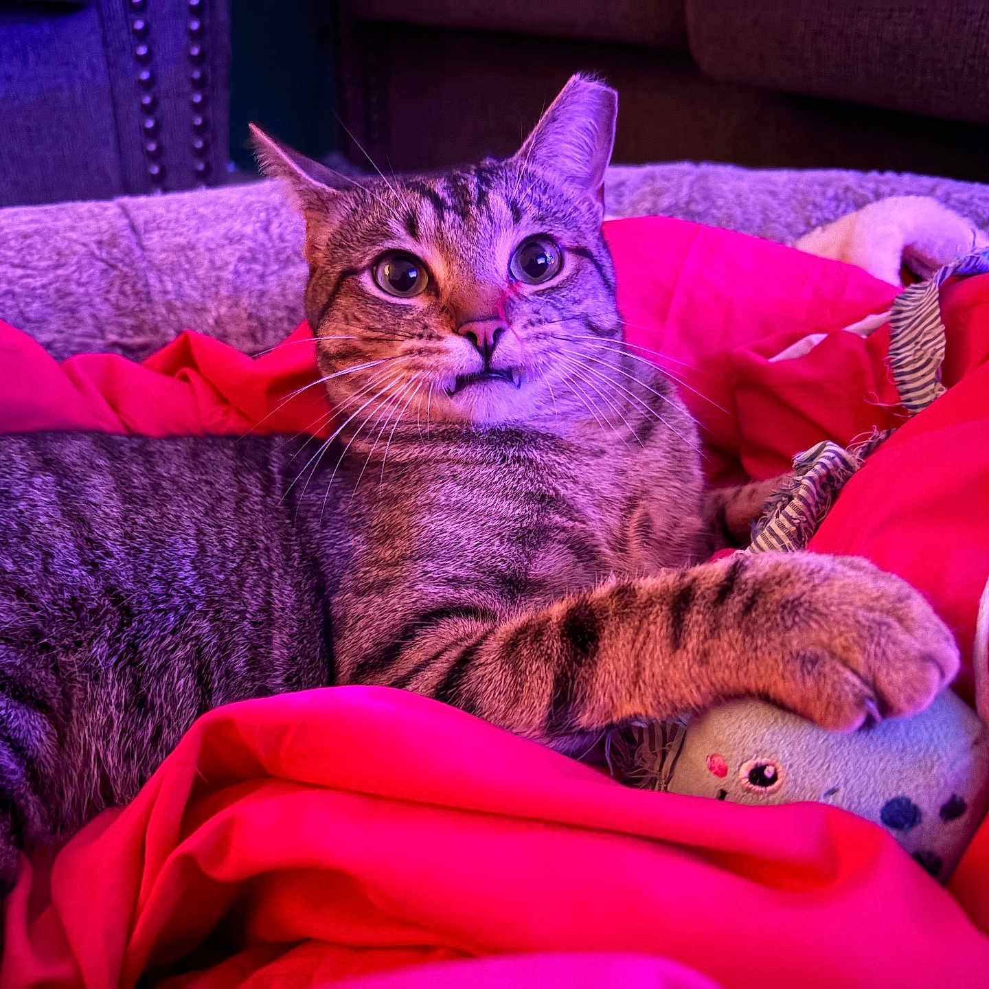 Milo joined the competition — help win amazing prizes! animal, blanket, cat, close_up, comfort, cozy, cute, feline, fur, home, indoor, paw, pet, plush_toy, red_blanket, relaxed, resting, striped, tabby, wide_eyes