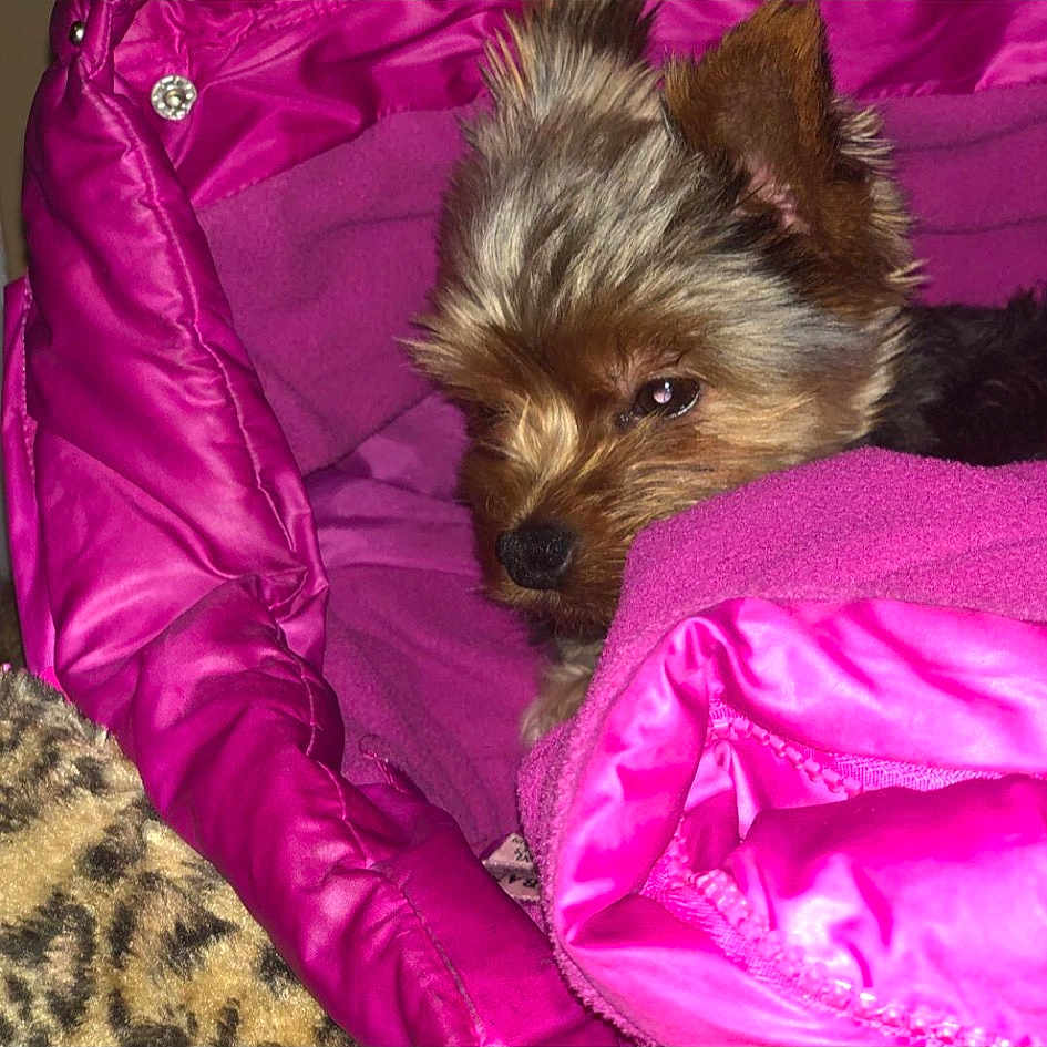 Chip is registered to the contest to win money with this photo: australian_terrier, cairn_terrier, canidae, carnivore, companion_dog, dog, dog_breed, morkie, norwich_terrier, pink, pomeranian, puppy, small_terrier, terrier, toy_dog, yorkipoo, yorkshire_terrier