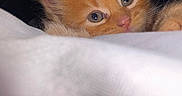 Chester joined the competition — help win amazing prizes! adorable, animal, blanket, cat, closeup, cozy, curious, cute, ears, eyes, feline, indoor, kitten, orange_fur, pet, resting, sleepy, soft, whiskers, young