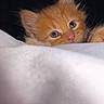 adorable, animal, blanket, cat, closeup, cozy, curious, cute, ears, eyes, feline, indoor, kitten, orange_fur, pet, resting, sleepy, soft, whiskers, young