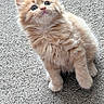 adorable, animal, carpet, cat, curious, cute, ears, eyes, feline, fluffy, fur, indoor, kitten, mammal, orange_cat, pet, small, texture, whiskers, young