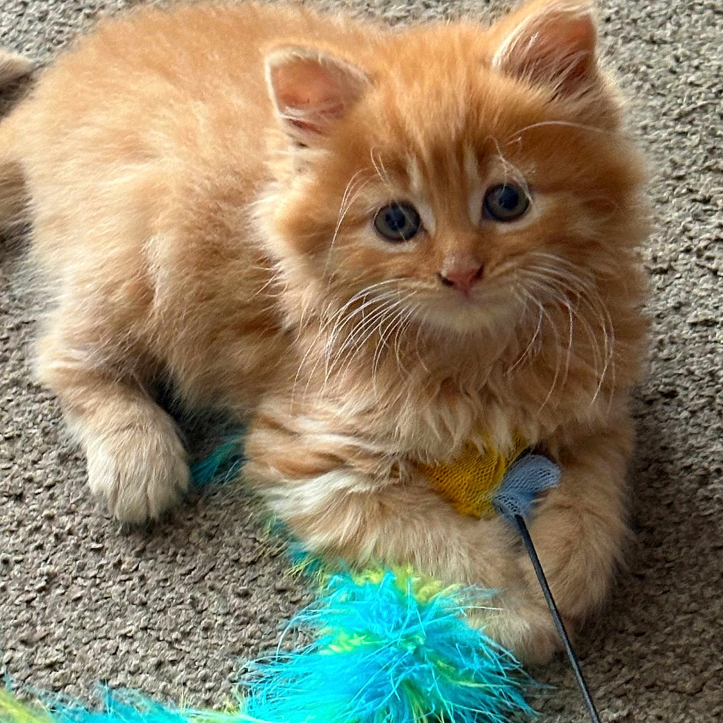 Chester joined the competition — help win amazing prizes! animal, carpet, cat, closeup, curious, cute, feathers, feline, fluffy, fur, indoor, kitten, orange_cat, paw, pet, playful, small, toy, whiskers, young