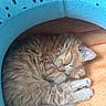 animal, cat, close_up, cozy, curled_up, cute, domestic_cat, feline, fur, indoor, kitten, nap, orange_tabby, paw, pet_bed, resting, sleeping, soft, warm, whiskers
