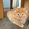 Chester is registered to the contest to win money with this photo: animal, carpet, cat, closeup, cute, domestic_cat, eyes, feline, fluffy, fur, indoor, kitten, orange_cat, paw, pet, relaxed, resting, whiskers, wooden_chair, young_cat