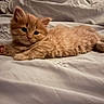 Chester is registered to the contest to win money with this photo: animal, bed, blanket, cat, cozy, cute, domestic_cat, fluffy, fur, indoor, kitten, mammal, orange_cat, paw, pet, relaxed, resting, sleepy, whiskers, young