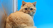 Pumpkin a rejoint le concours — aidez-le/la à gagner de superbes lots ! cat, ginger_cat, kitten, fluffy, fur, orange, portrait, sitting, loaf_pose, blue_background, indoors, animal, pet, whiskers, ears, eyes, tail, cute, close_up, photography
