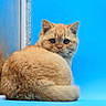 cat, ginger_cat, kitten, fluffy, fur, orange, portrait, sitting, loaf_pose, blue_background, indoors, animal, pet, whiskers, ears, eyes, tail, cute, close_up, photography