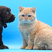 Pumpkin a rejoint le concours — aidez-le/la à gagner de superbes lots ! cat, dog, puppy, kitten, animal, pet, sitting, portrait, blue_background, orange_tabby, black_dog, fluffy, fur, whiskers, pointed_ears, blue_eyes, indoor, studio, cute, companionship